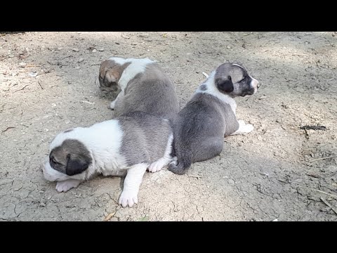 Kangal Akbas Ve Ala Coban Kopegi Yavrulari Youtube