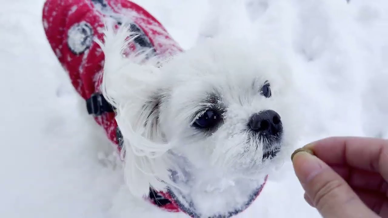 Day in the life of Maltese Dogs during a snowstorm ❄️