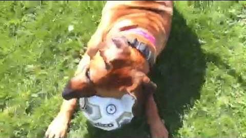 Kaylie - New Rhodesian Ridgeback Dog Football star (Chessworld.net)