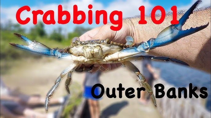 How to Catch Crabs - Blue Crab Crabbing Tips 