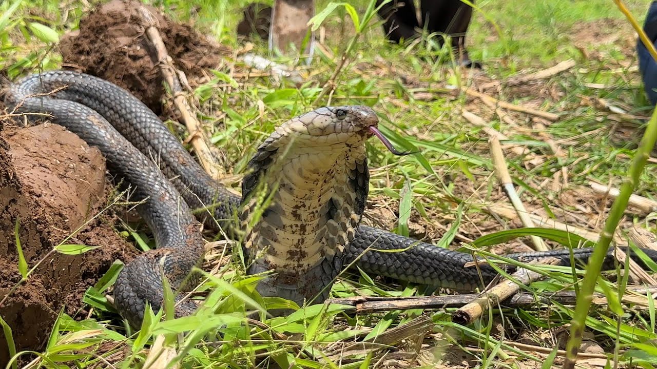 Con Hổ Mang Này Nó Tấn Công Người Đi Đường Liên Tục | Mười Thương SB