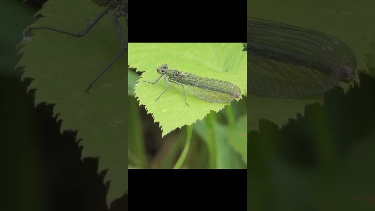 Gorgeous Damselflies! - Banded Demoiselles 