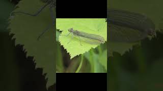 Gorgeous Damselflies! - Banded Demoiselles #hornchurch #damselfly #londonnature
Gorgeous Damselflies! - Banded Demoiselles #hornchurch #damselfly #londonnature Gorgeous Damselflies! - Banded Demoiselles #hornchurch #damselfly #londonnature