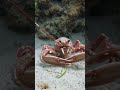 【捕食シーン3連発】静かな水中で突然始まるアタック