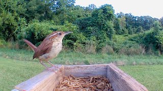 Carolina Wren Bird Song, Calls, and Sounds.