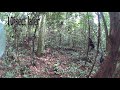 Movie S1: Example of bonobo reaction to a Gaboon viper model.