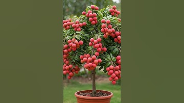 🌿Grow Lychee Trees FAST with This ONE Simple Trick🍒 #gardening
