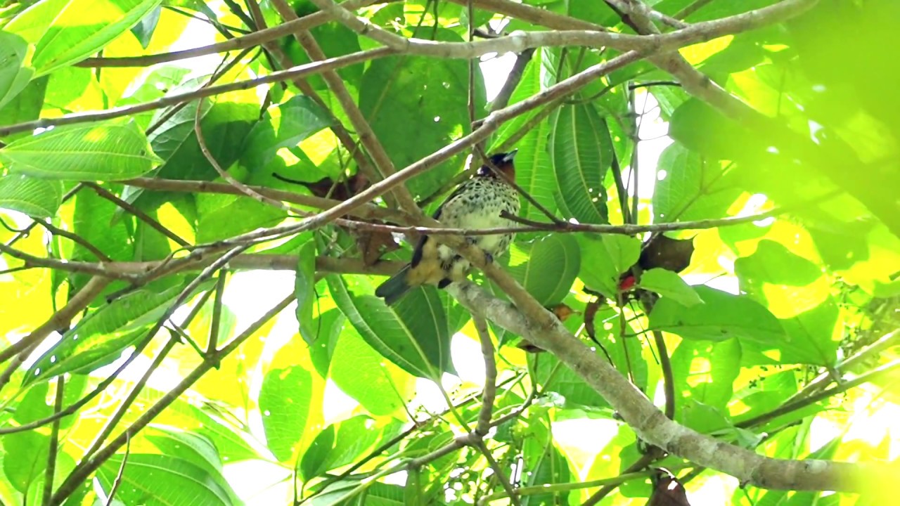 Rufous-throated Tanager 