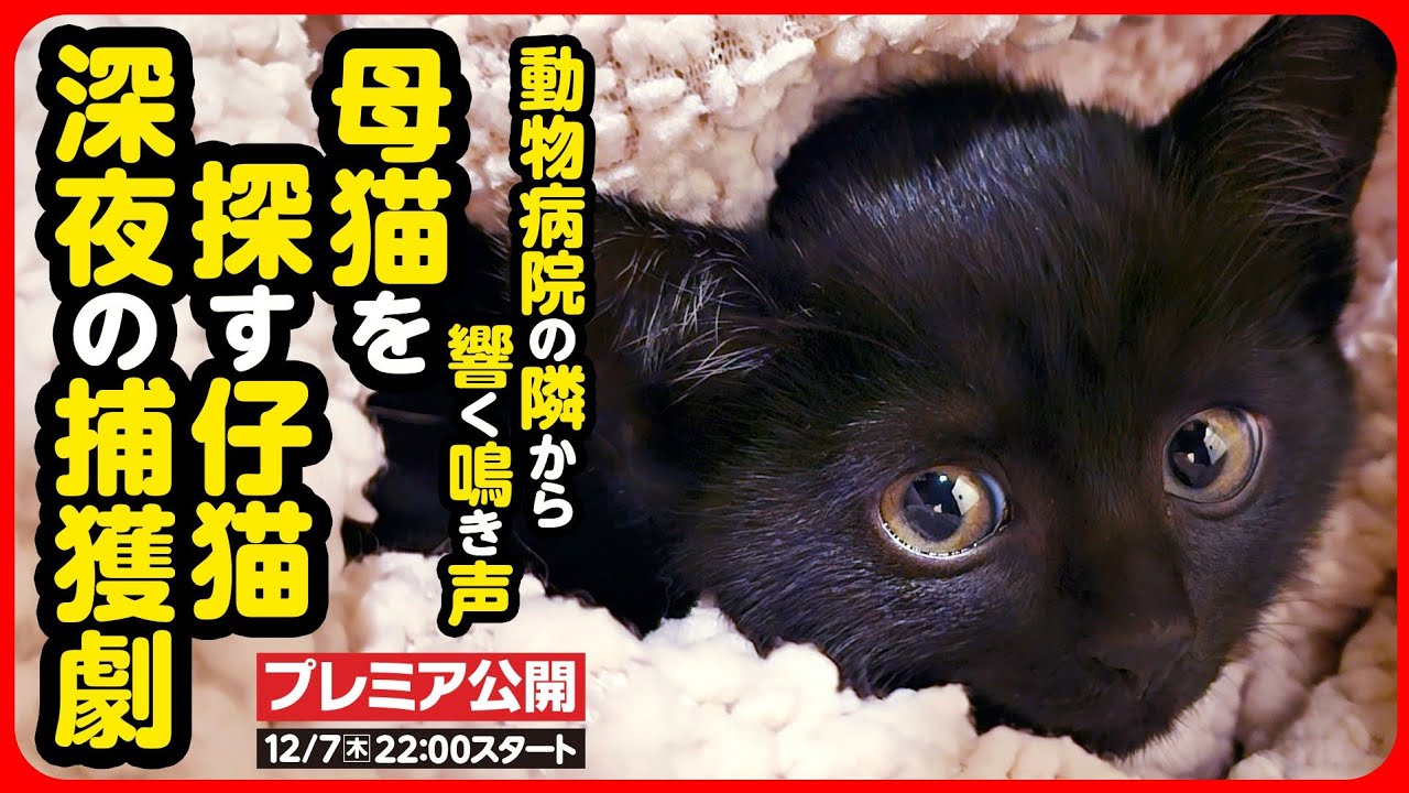 Kitten rescue] Another kitten in the same place where we rescued