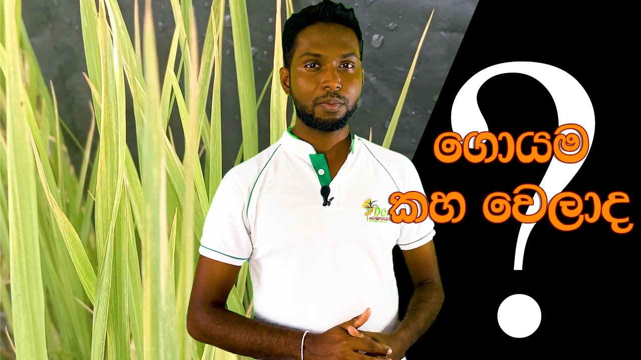 ගොයම කහ වෙලාද ? [ Yellowing ]