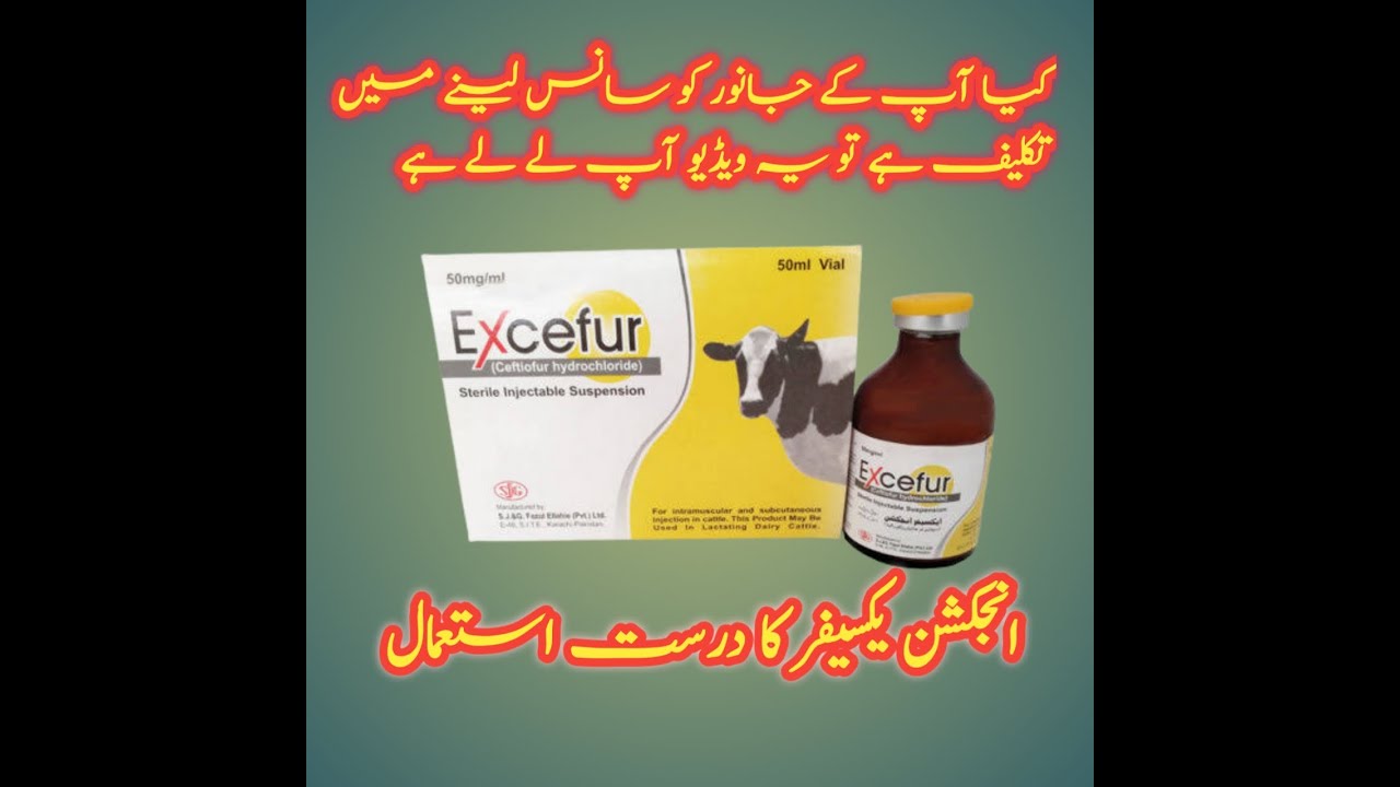 Injection excefur use !ceftiofur sodium use in animals! Ceftiofur ...