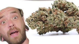 Alien OG strain review from island flower