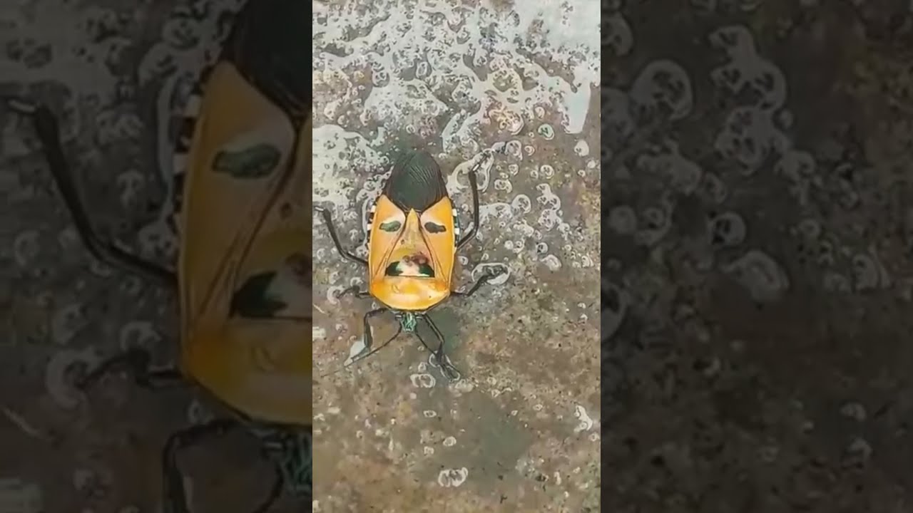 Rare Man Face Insect 😳😲🐞🧔 - YouTube
