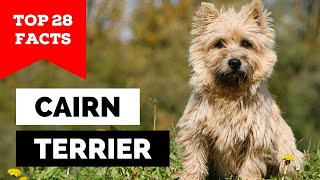99% of Cairn Terrier Dog Owners Don't Know This screenshot 4