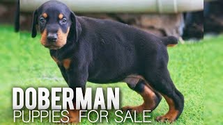 Doberman Puppies For Sale | doberman dogs | More Details On My Description.#doberman#dog#starzkennel by STARZ KENNEL 1,037 views 2 months ago 2 minutes, 9 seconds