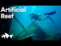 Artificial Reef Project | Sydney Opera House