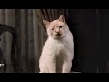 Disney sunday movie the richest cat in the world season 30 ep 6