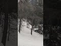 Forêt Sous la Neige : Marche Apaisante en Montagne