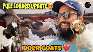 Boer Goats ❤️ | Full Heavy Day Update 😅 | AR Maani
