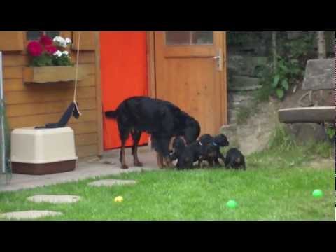 Die Umsiedlung ins Welpenhaus mit der 4. Woche - VDH - Gordon Setter Zucht