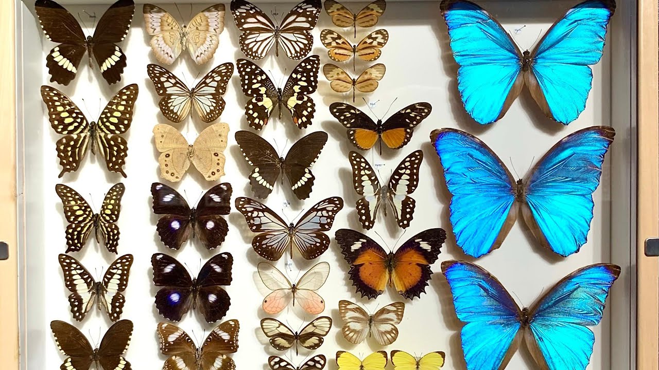 Exotic Insects from Rainforests Around the World on Display in Museum Gallery on Borneo Island
