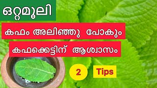 കഫം ഇളക്കി ശ്വാസകോശം വൃത്തിയാക്കും വീട്ടുമരുന്ന് കുട്ടികൾക്കും മുതിർന്നവർക്കുംHealthtips#kitchentips screenshot 2
