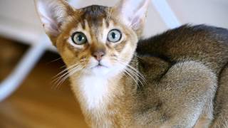 Abyssinian cats filmed with Panasonic Lumix GH2