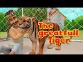 The grateful tiger  moral stories for kids in english  infobells