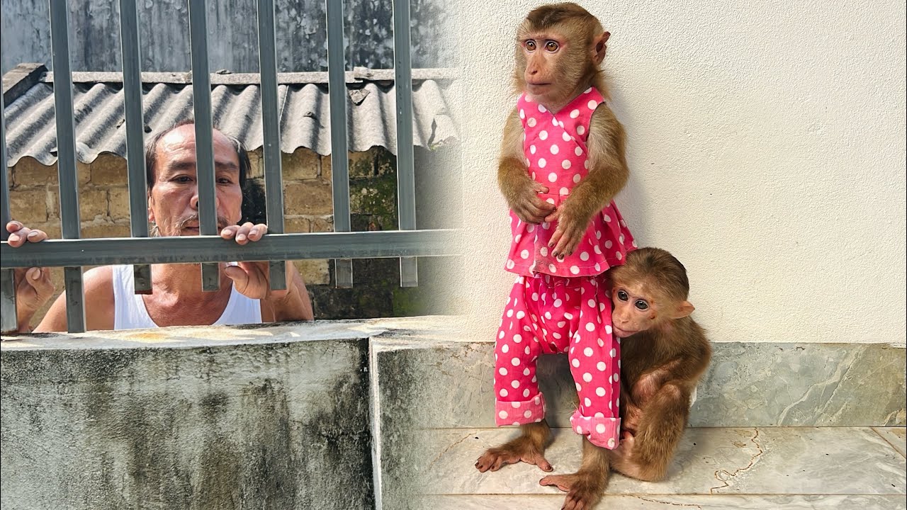 Monkey Xuka and Tina ran away when they found out the neighbor came to catch Xuka.