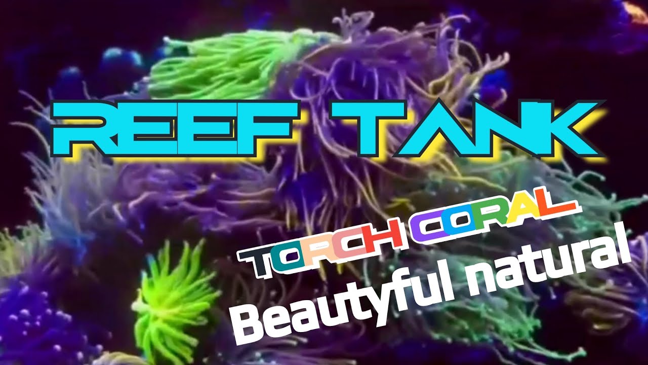 REEF TANK TORCH CORAL BEAUTYFUL SALTWATER TANK NATURAL 