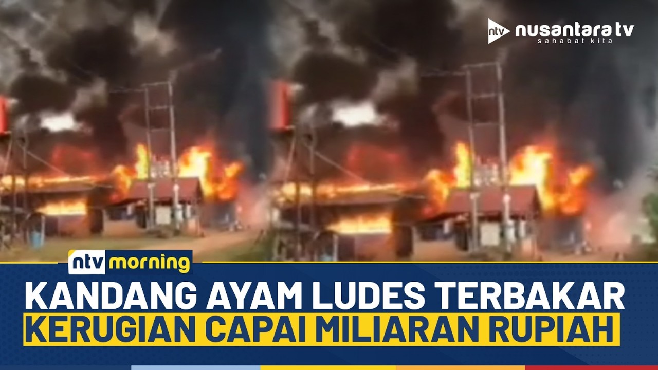Mencekam! Kandang Ayam Ludes Terbakar di Jambi, Pemilik Diperkirakan Rugi Rp6 Miliar | NTV MORNING
