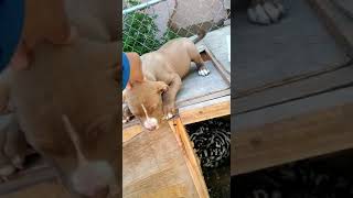 Cachorra Pitbull Red Nose