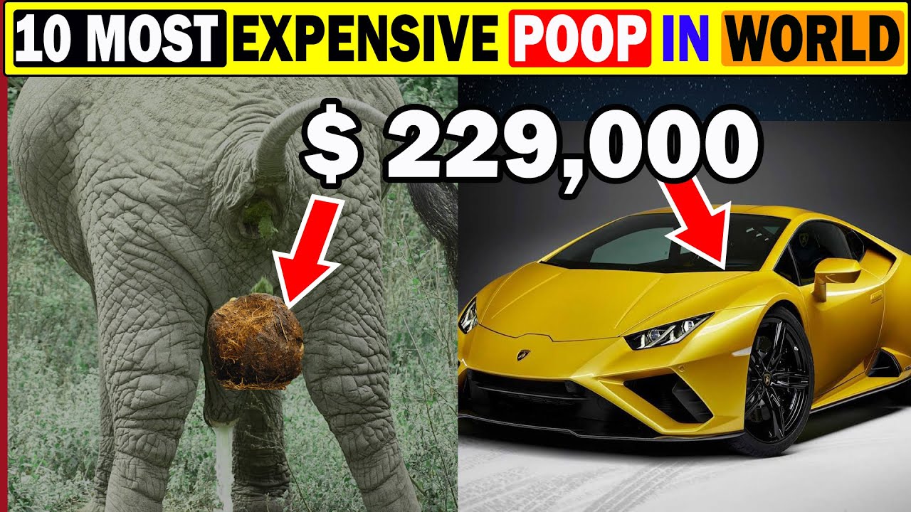 10 animals with most expensive poop in world poop to find if you want