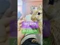 #monday #rabbit #pet #treat #trending #shortfeed #love #pet #cute #cat #bunny #youtubeshorts