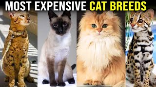Top 5 Most Expensive Cat Breeds in the World