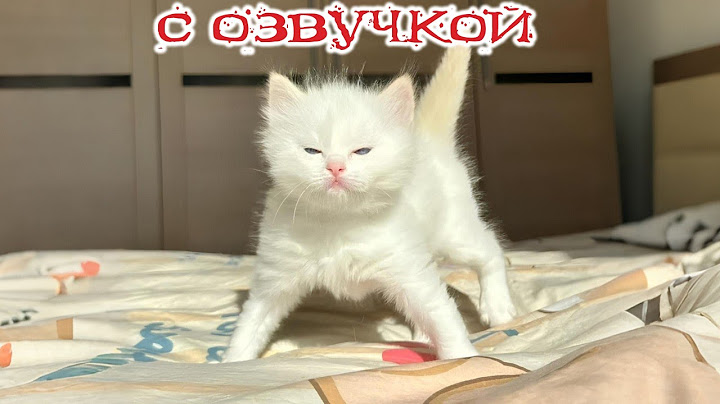 Приколы с котами! С ОЗВУЧКОЙ! Смешные коты и собаки! Самые смешные животные!!