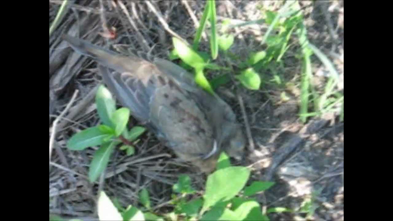 pellet gun hunting YouTube