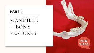 Mandible Bony Features (Easy Explanation) | Skull Anatomy Mandible Bony Features Easy Skull Anatomy