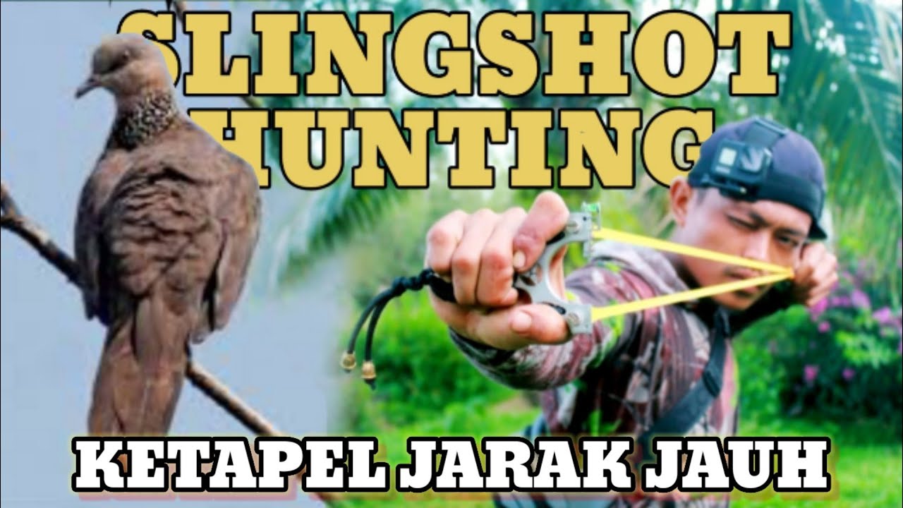 🔴Slingshot hunting, KETAPEL jarak jauh berburu tekukur dan ruak ruak