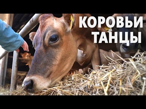 Датчане спешат посмотреть на танцующих коров