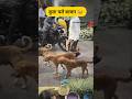कुता चले बाजार #funny #thetharpuns #shilpisaroja #comedy