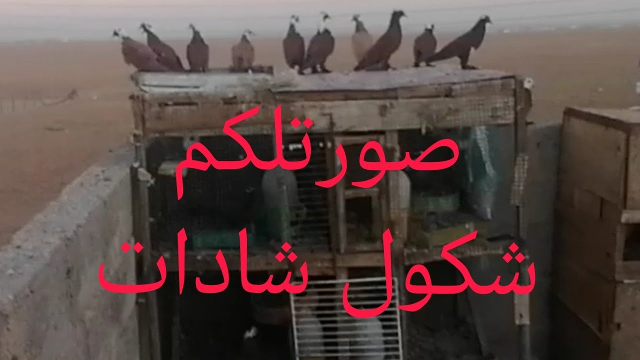 فصل الصبح للشادات ساعه ( 5)﷼ الفجر 