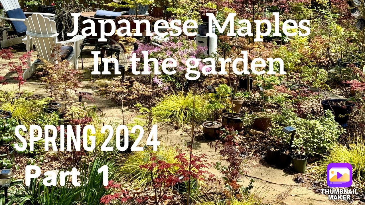 Maples in the garden First video! Spring 2024 - Part 1