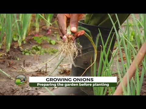 Tips For Growing A Successful Onion Crop Kungula Part 1