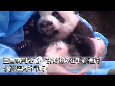《熊貓早晚安》畫面萌到融化！被奶爸捧在手心裡的小胖達格外乖巧！ | iPanda