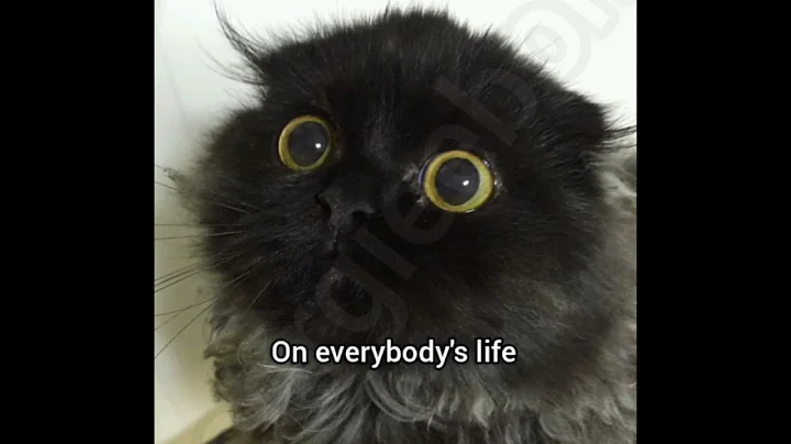 On everyone's soul #cat #funny #fyp #meme #georgieebom