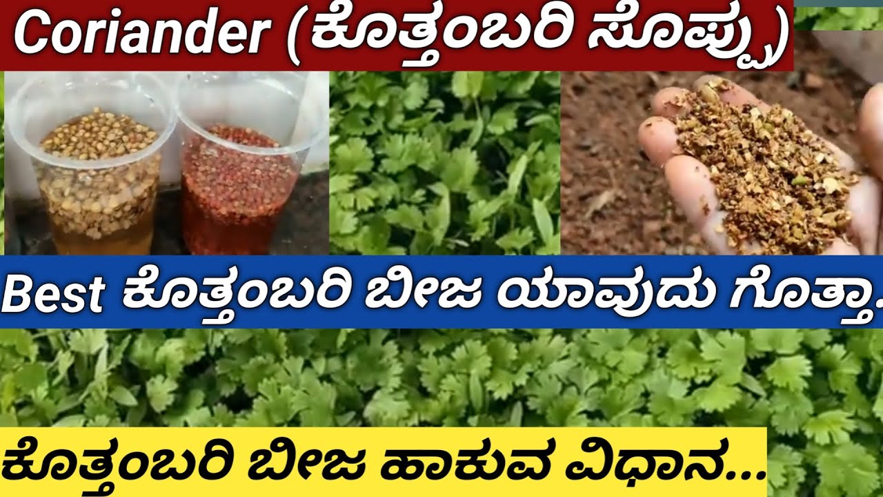 How to grow Coriander easy Method/ಕೊತ್ತಂಬರಿ ಬೀಜ ಹಾಕುವ ಸುಲಭ ವಿಧಾನ/ಮಣ್ಣಿನಲ್ಲಿ ಇದೊಂದನ್ನು ಸೇರಿಸಿ.