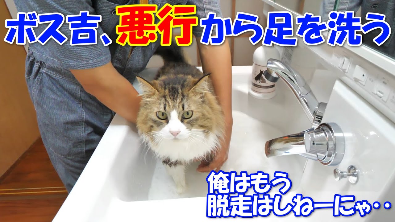 悪行から足を洗った巨猫のボス吉 Youtube