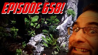 Episode 658! The 150 Gallon Seiryu Stone Aquascaped Natual Aquarium Forest!