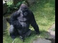 Gorillas silverback and his family antwerp zoo 2023 belgium by habarisalam   monk 